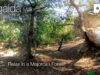 Forest in Algaida Majorca in 360º VR 5K