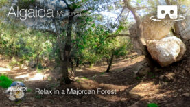 Forest in Algaida Majorca in 360º VR 5K