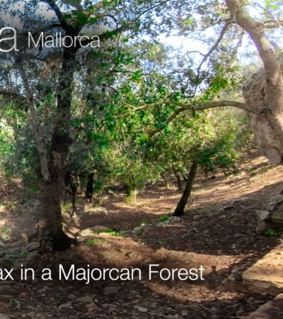 Mallorca 360 Relax at a Forest in Algaida Mallorca in 360º VR 5K