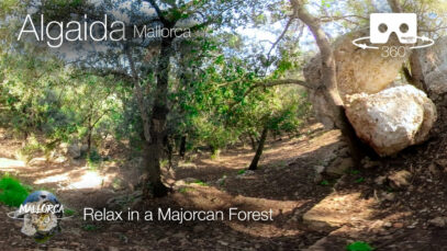 Forest in Algaida Majorca in 360º VR 5K