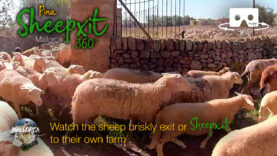 Sheepxit in 360º VR 5K | Mallorca 360