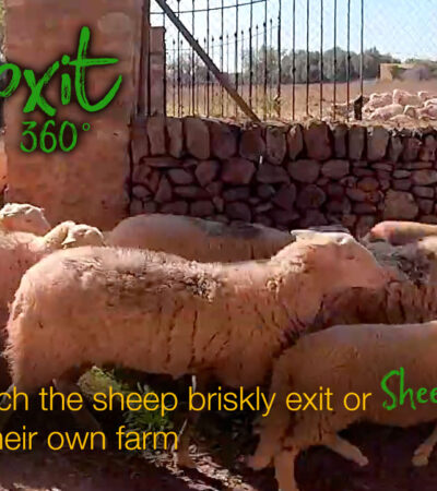 Sheepxit in 360º VR 5K | Mallorca 360
