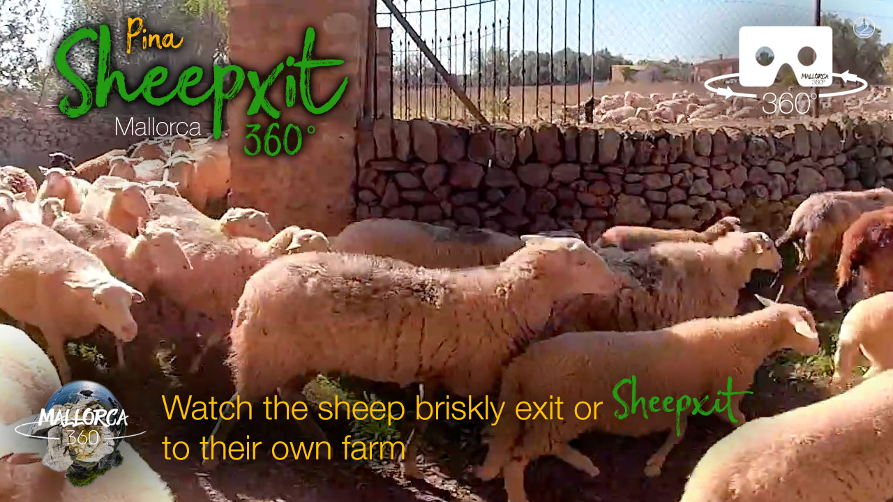 Sheepxit in 360º VR 5K | Mallorca 360