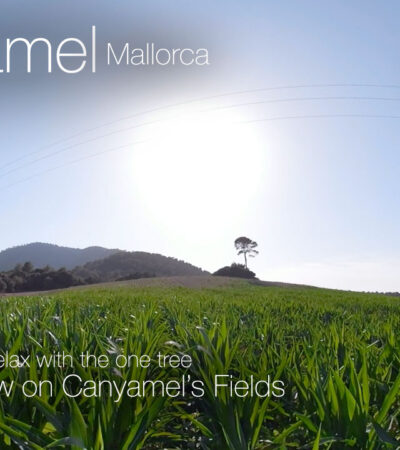 Relax with the Canyamel fields and the One Tree in 360º VR 5K