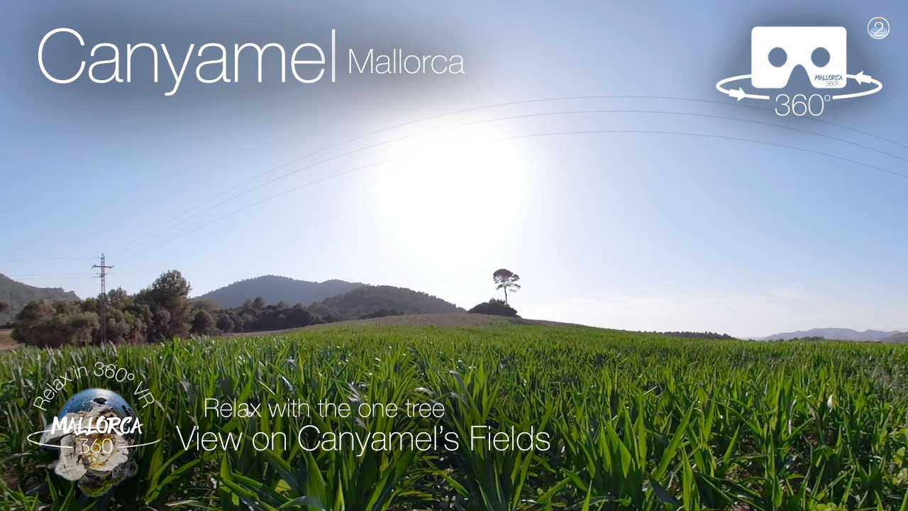 Relax at the Canyamel Fields with the One Tree in 360º VR 5K