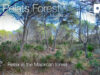 Es Pelats forest in Cala Ratjada, Mallorca in 360º VR 5K