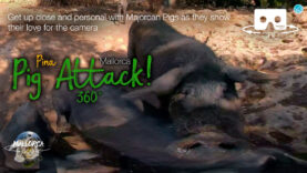 Up close with the pigs in 360º 5K | Mallorca 360