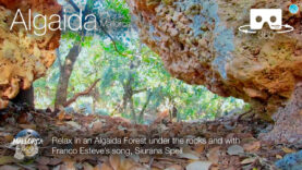 Relax in an Algaida Forest with Music in 360º VR 5K | Mallorca 360