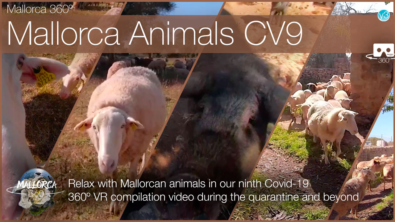 Relax with Mallorcan Animals with our 9th Quarantine 360º VR video!